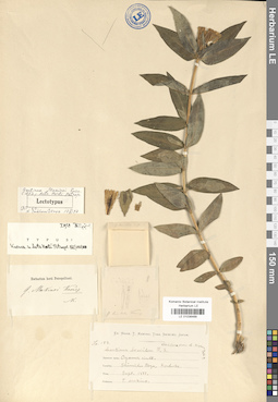 LE 01036468