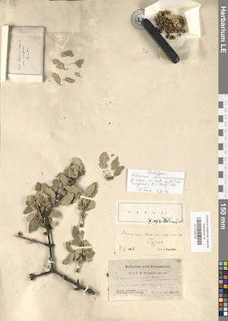 LE 01025732