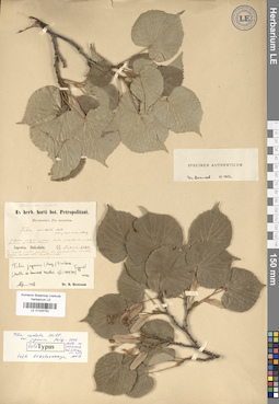 LE 01025752