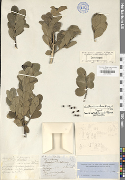 LE 01025838