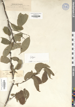 LE 01025502