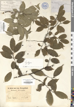 LE 01025503