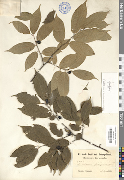 LE 01025505