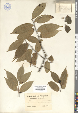 LE 01025506