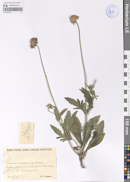 LE 01207196