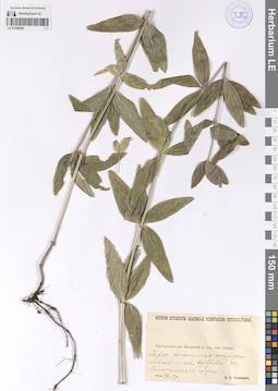 LE 01208050