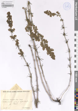 LE 01208099
