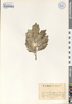 LE 01209685