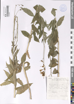 LE 01228515