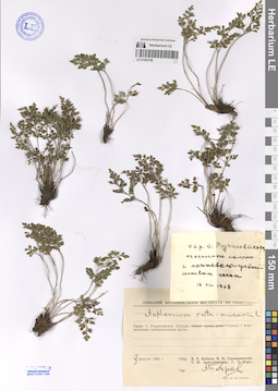 LE 01060198
