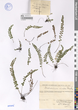 LE 01060199