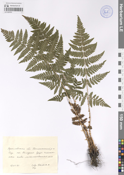 LE 01207074