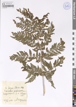 LE 01207106