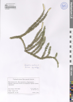 LE 01242465