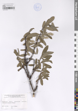 LE 01177218