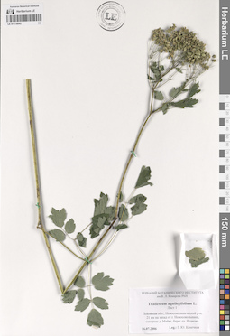LE 01178045