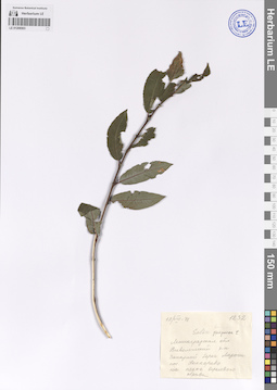 LE 01208503