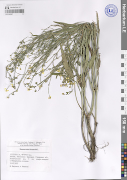 LE 01242207