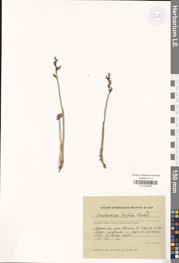 LE 01030873