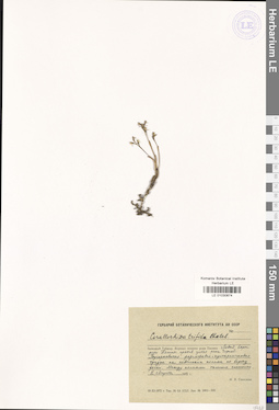 LE 01030874