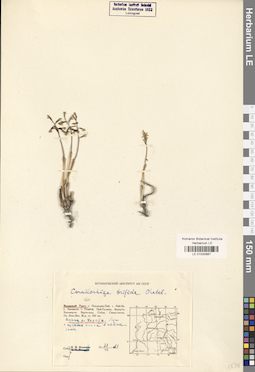 LE 01030887