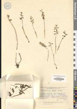LE 01030890