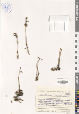 LE 01030891