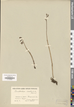 LE 01030893