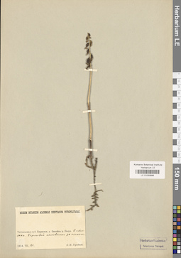 LE 01030896