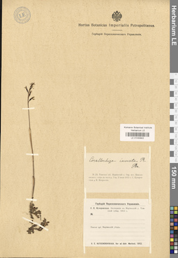 LE 01030902