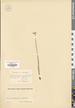 LE 01030906