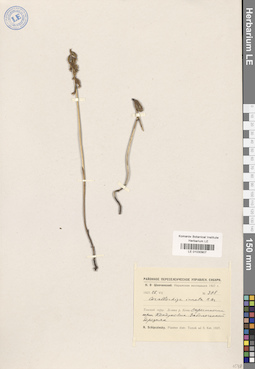 LE 01030907
