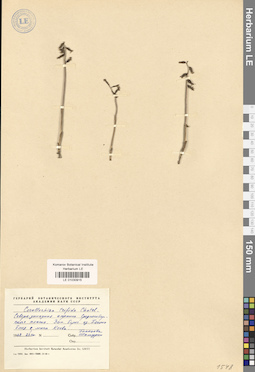 LE 01030915