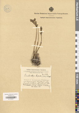 LE 01030917