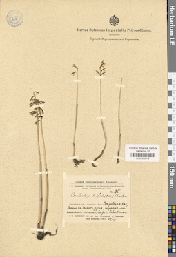 LE 01030919