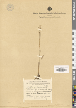 LE 01030921