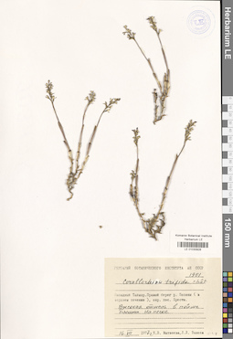 LE 01030928