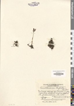 LE 01030931