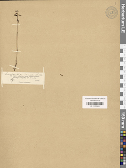 LE 01030934