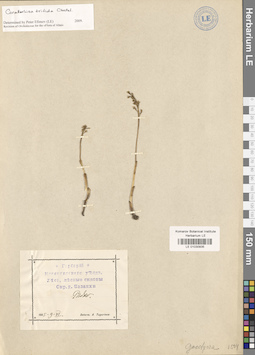 LE 01030935