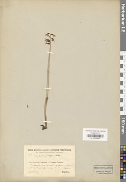 LE 01030944