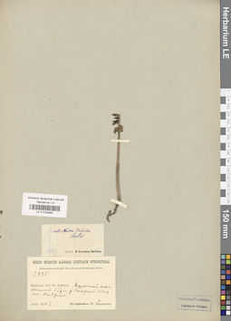LE 01030946