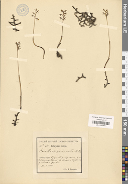 LE 01030950