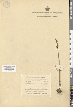 LE 01030952