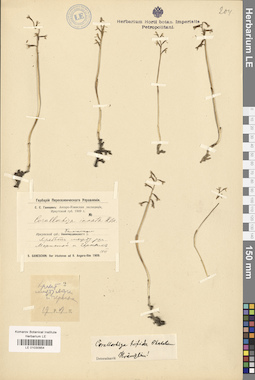 LE 01030954
