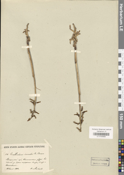 LE 01030959