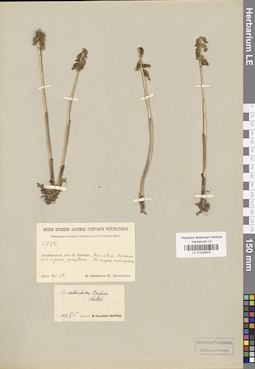 LE 01030974