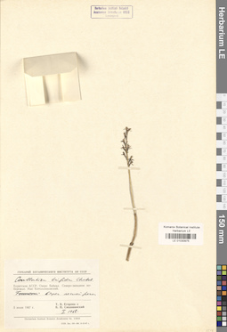 LE 01030975