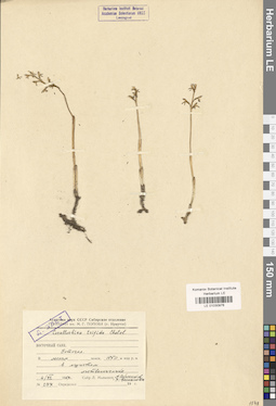 LE 01030976