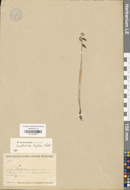 LE 01030977